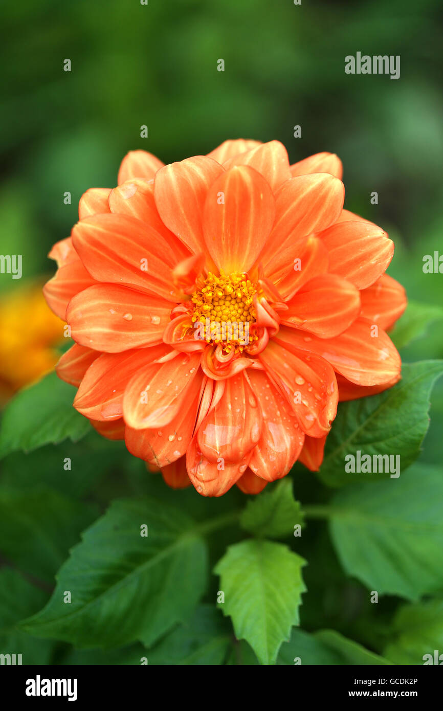 Schöne Blumen fotografiert Dahlien in Nahaufnahme Stockfoto