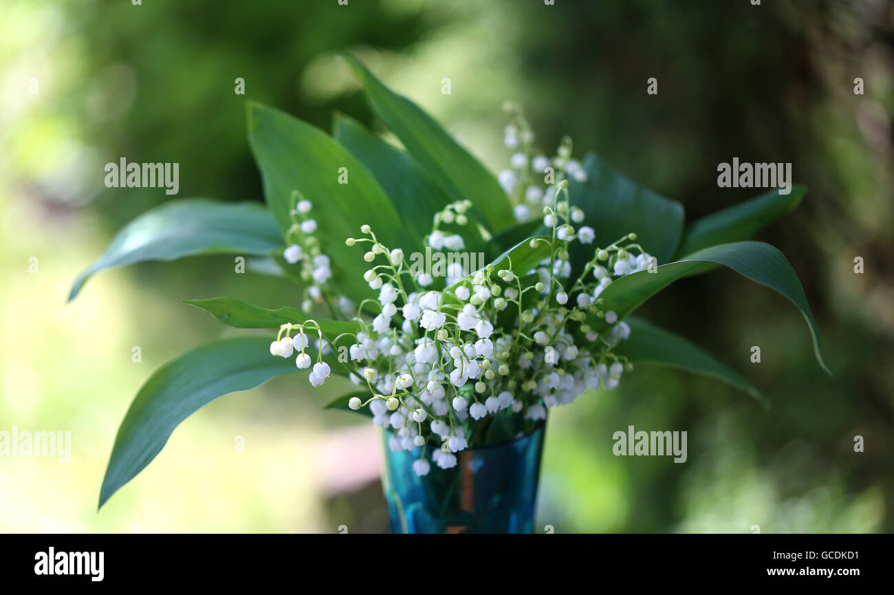 schöne Blumen Lily Of The Valley in Nahaufnahme fotografiert Stockfoto