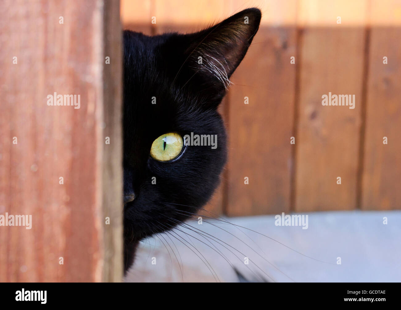 Schwarze Katze mit gelben Augen auf der Veranda Stockfoto