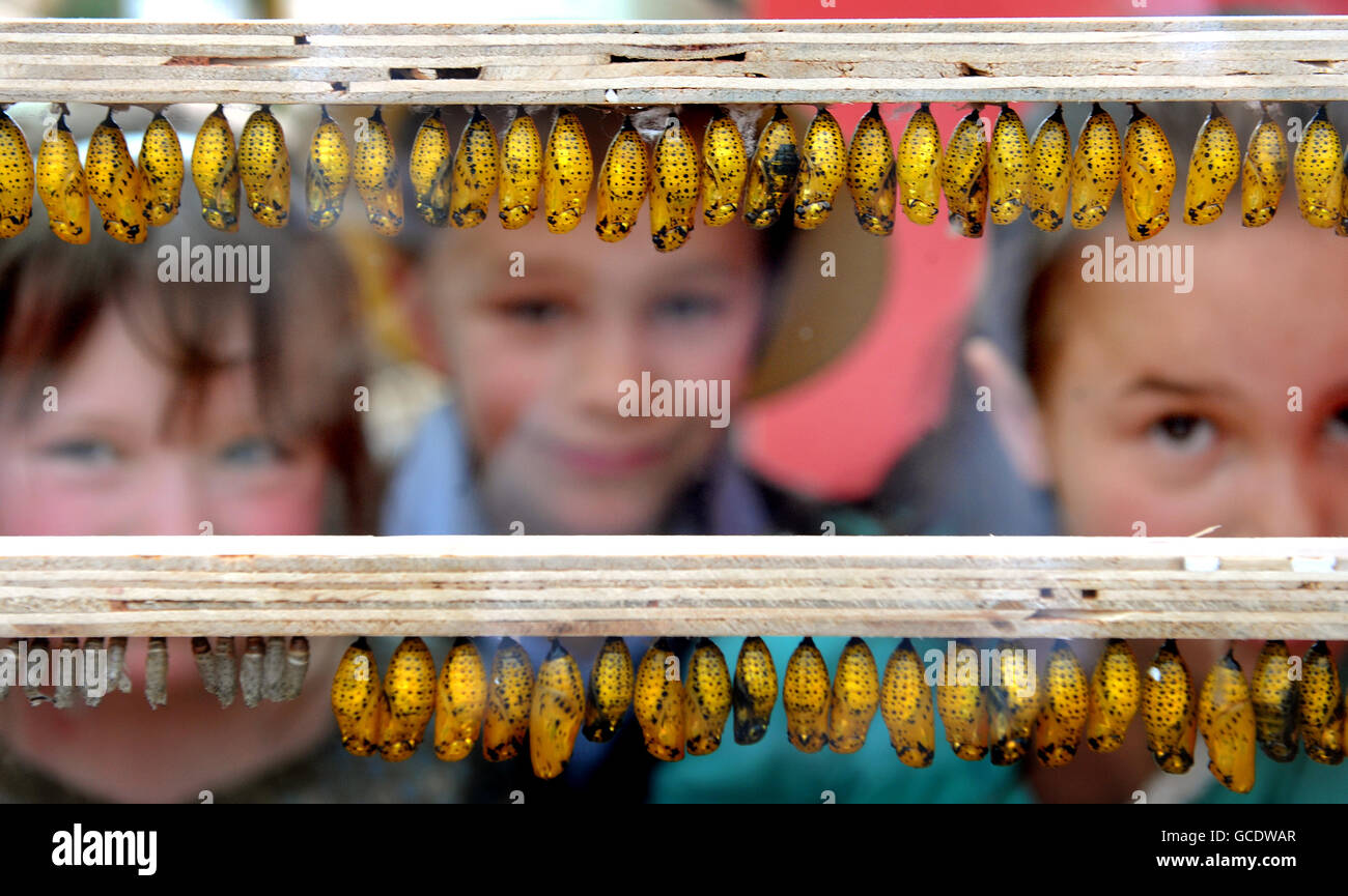 Kinder beobachten, wie die Vorbereitungen für die Ausstellung „Butterfly Explorers“ im Natural History Museum, London, getroffen werden. Stockfoto