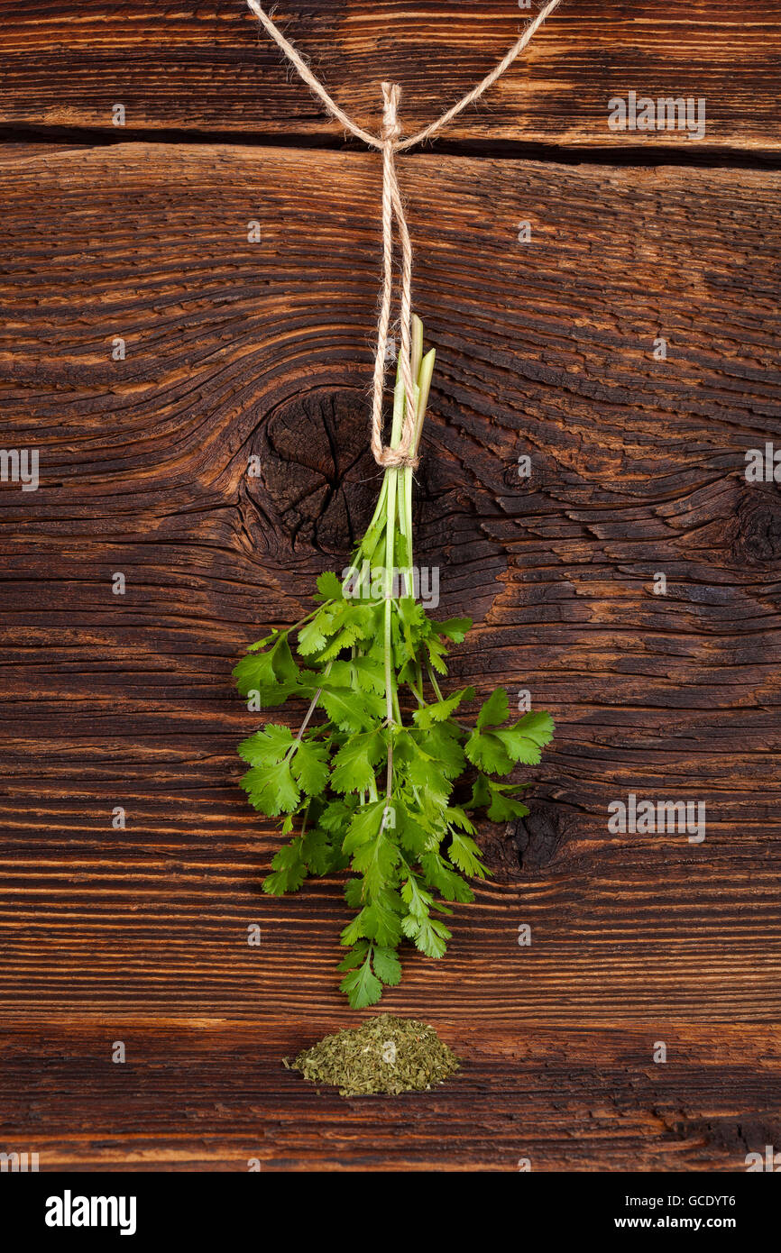 Frischer Koriander auch bekannt als Koriander oder chinesische Petersilie an rustikalen hölzernen Hintergrund hängen. Aromatische Küchenkräuter. Stockfoto