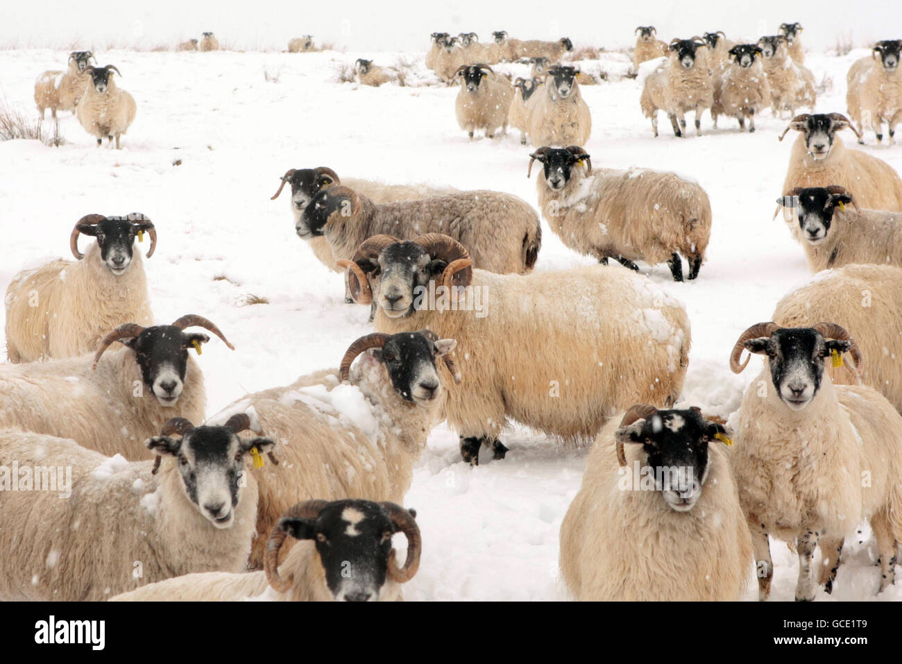 Schafe im Schnee in den schottischen Grenzen nach Temperaturen unter dem Gefrierpunkt und Schnee, Regen und Schnee traf alle Teile des Landes. Stockfoto