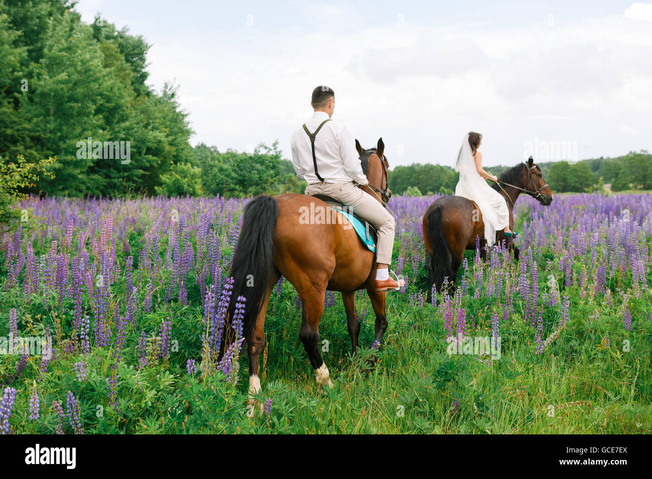 Die Braut und Bräutigam Reiten auf dem Pferd über ein Feld von lupine Stockfoto