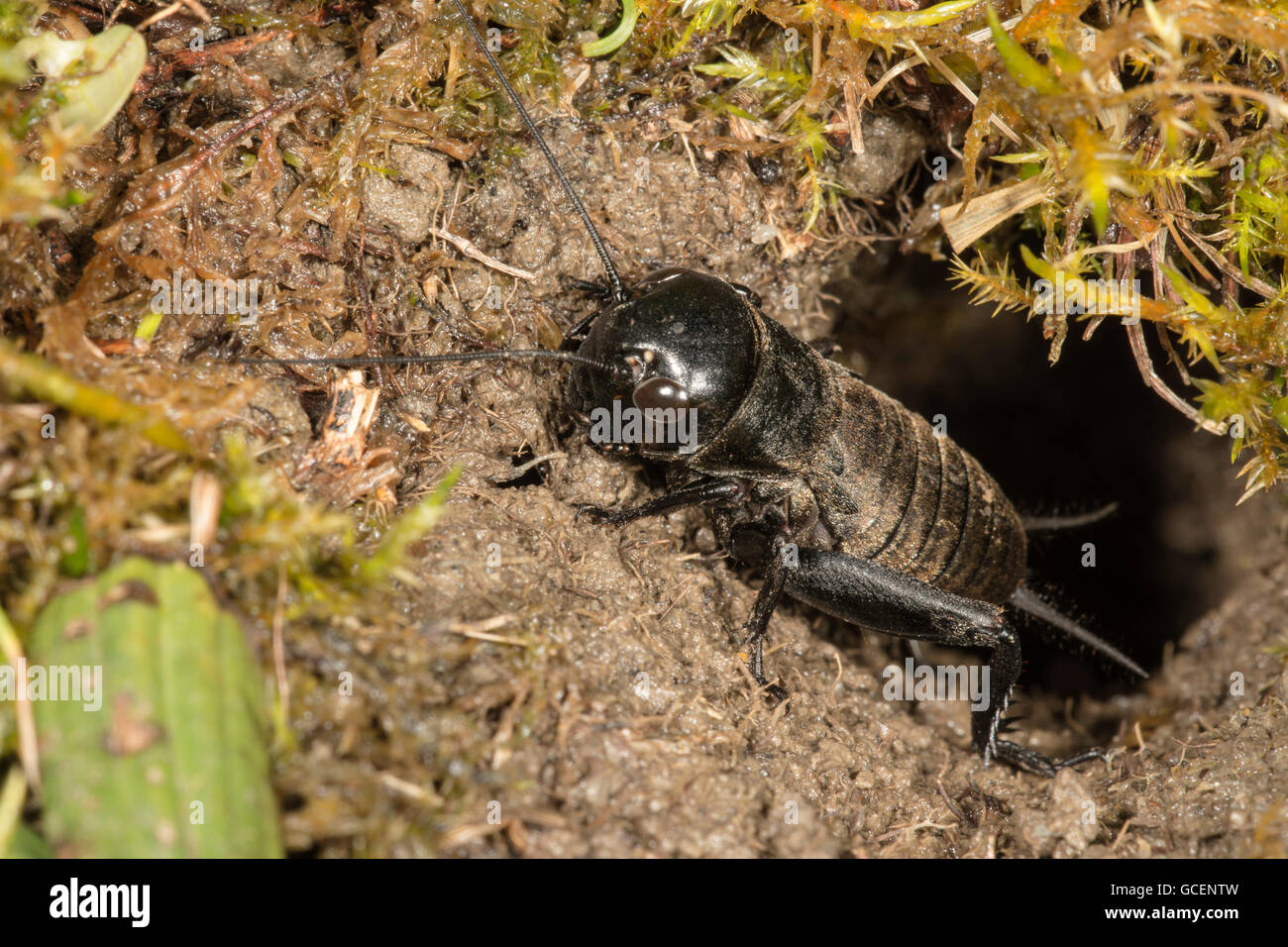 Field Cricket (Gryllus Campestris), männliche Larven am Höhleneingang, Baden-Württemberg, Deutschland Stockfoto