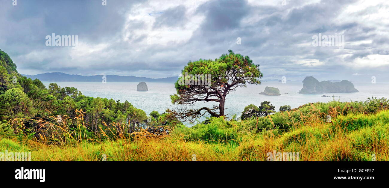 Küste von Mercury Bay mit Pinienwäldern und kleinen Inseln, Hahei, Coromandel Peninsula, Nordinsel, Neuseeland Stockfoto