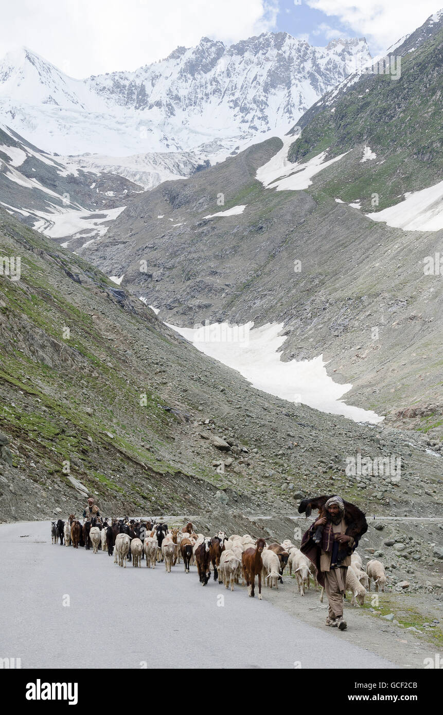 Mann hüten Ziegen Weg Zojila Pass, Leh, Srinagar Straße, Ladakh, Jammu und Kaschmir, Indien Stockfoto