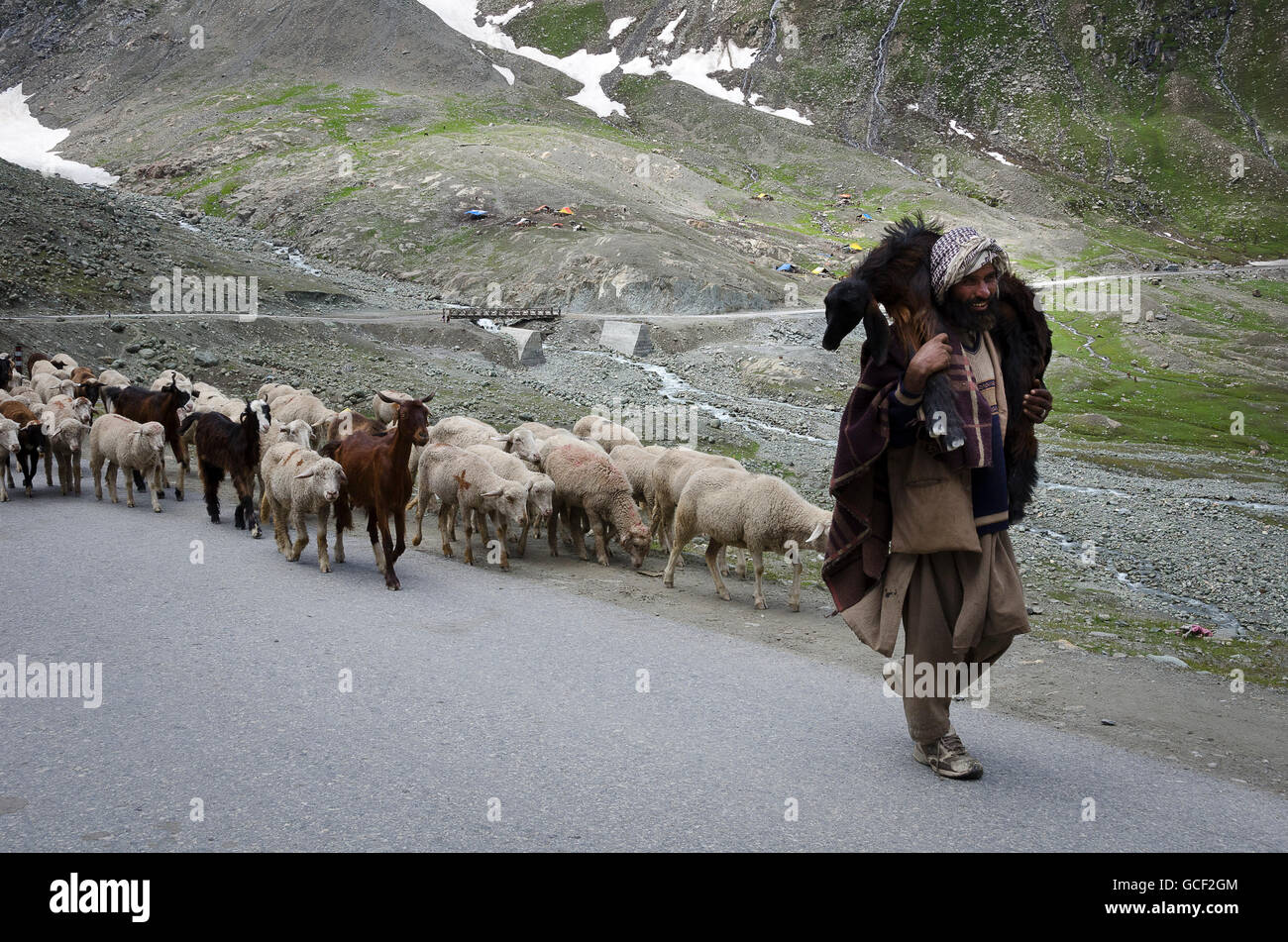 Mann hüten Ziegen Weg Zojila Pass, Leh, Srinagar Straße, Ladakh, Jammu und Kaschmir, Indien Stockfoto