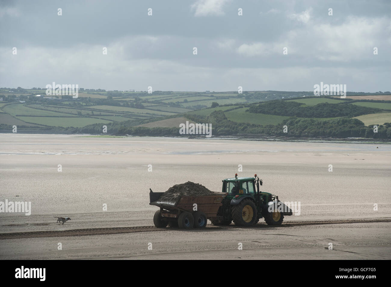 Ein Hund jagt einen Traktor bei Ebbe in Padstow, Cornwall Stockfoto