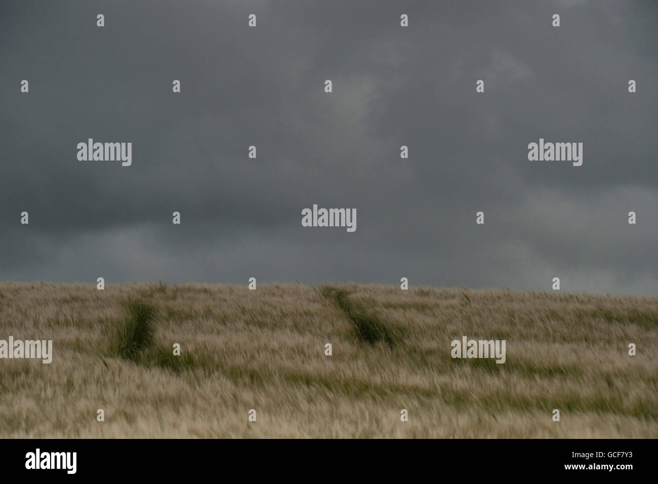 Ein Feld von Heu gegen einen stürmischen Sommerhimmel in england Stockfoto