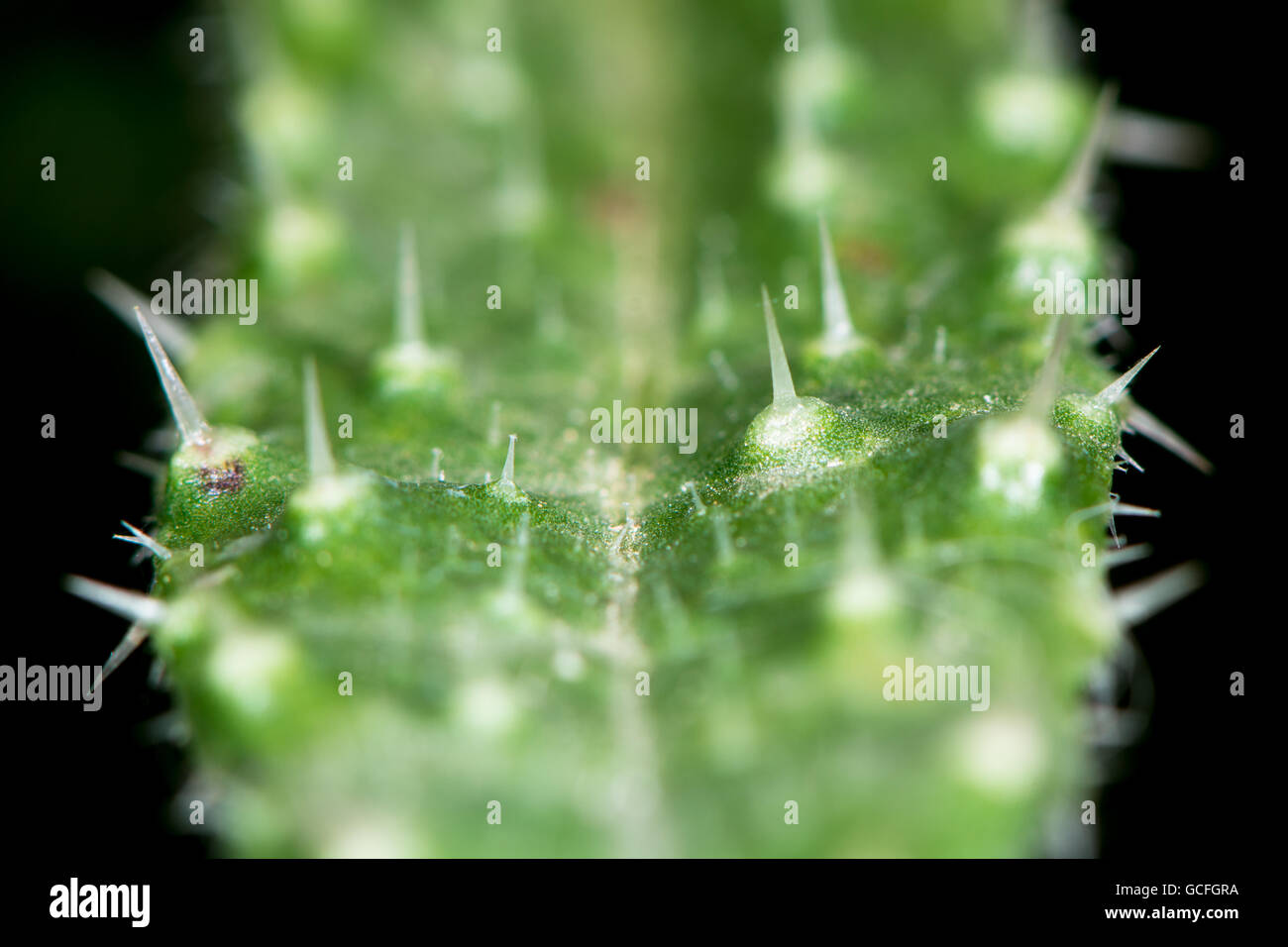 Borstigen Habichtsbitterkraut (Picris Echioides) Blatt. Stacheln auf Blatt der stachelige Pflanze in der Familie der Korbblütler (Asteraceae) Stockfoto