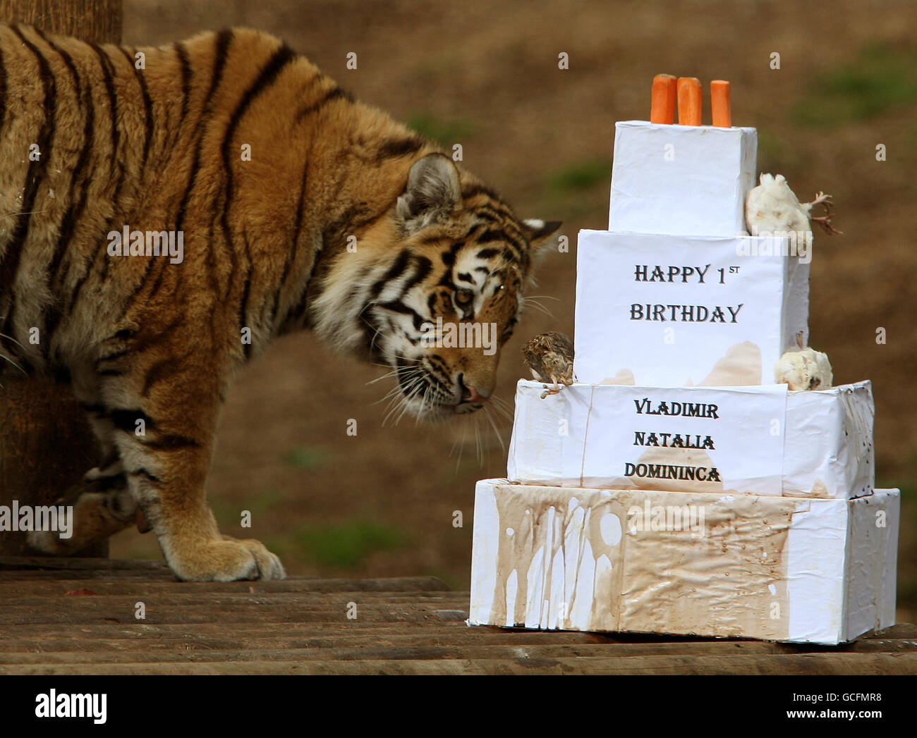 Vladimir ein einjähriger Amurtiger zeigt sein Interesse an einem ersten Geburtstagsgeschenk. Amur Tiger Vladimir, Natalia und Domininca feierten ihren ersten Geburtstag mit einer Geburtstagskuchen gefüllt mit besonderen Leckereien im Highland Wildlife Park in Kincraig. Stockfoto