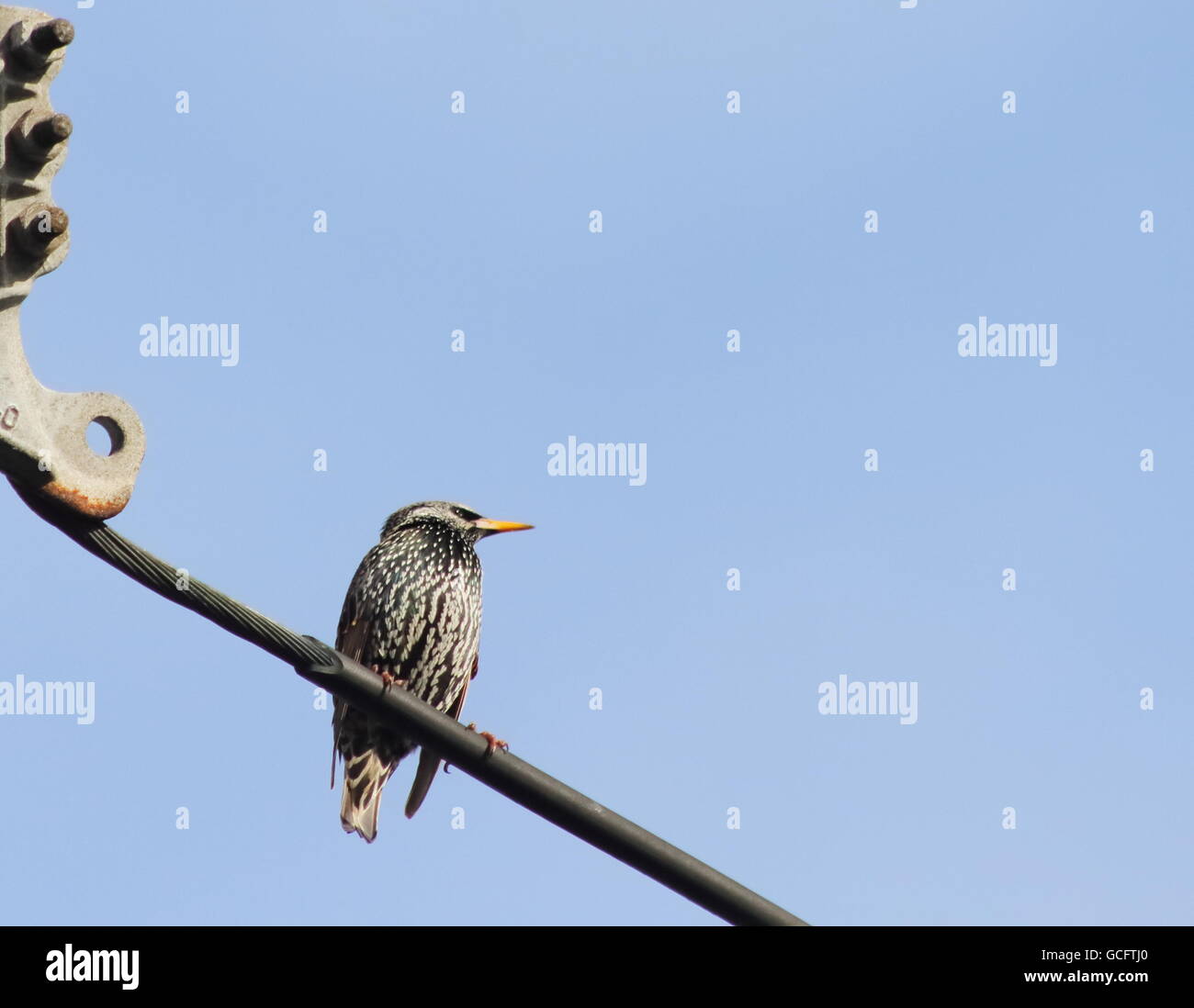 Gemeinsamen Starling ruht auf einem Hochspannungs-Draht Stockfoto