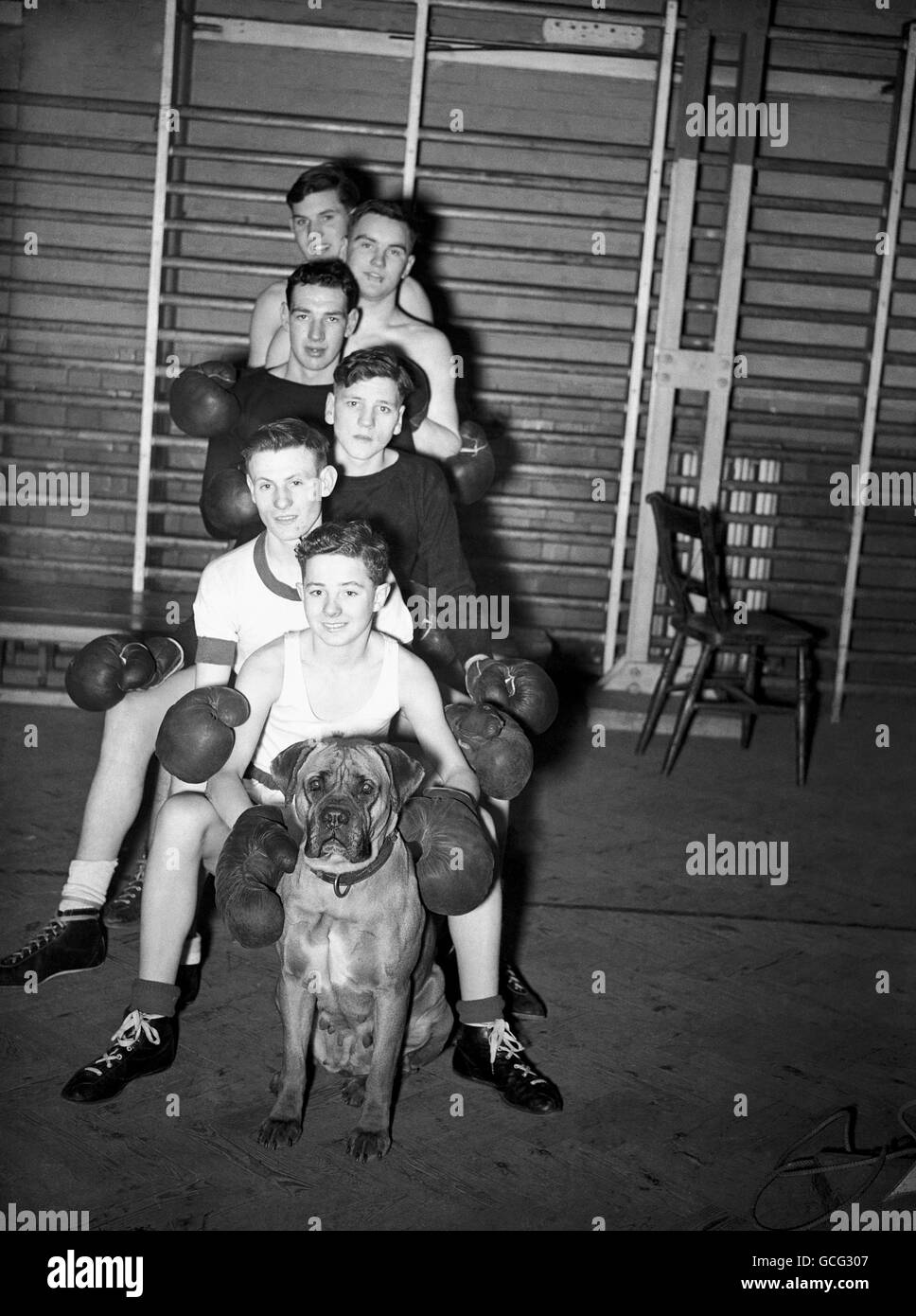 Sechs junge irische Kämpfer posieren vor ihren Kämpfen im Empire Pool wembley mit dem Hund „Samba“ - von oben nach unten: O. Stephens (12. 7 lbs), A. Barnes (111. 6 lbs), J. Johnson (10. 7 lbs), E. Crawley (9. 7 lbs), A Brown (8.), J Brown (6. 7 lbs) Stockfoto