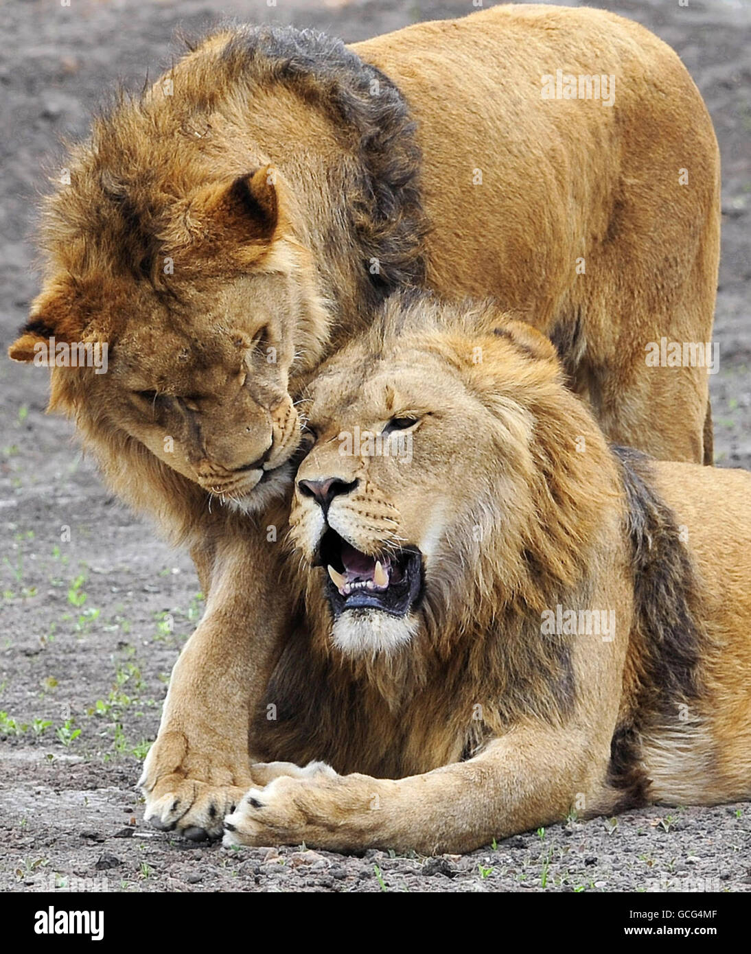 Nach 3 Monaten in Quarantäne werden dreizehn Löwen - die aus den schlechten Bedingungen in einem Zoo in Rumänien gerettet wurden - in ihre neuen Reservate im Yorkshire Wildlife Park entlassen. Stockfoto