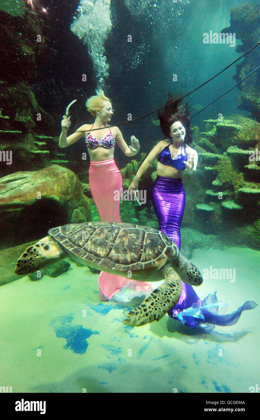 Stayce McConnell (links) und Marcy Shannon, Mitglieder der Weeki Wachee Mermaids, die im Sea Life London Aquarium mit einer Schildkröte im Ocean Reef schwimmen. Stockfoto
