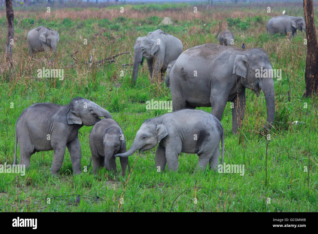 Baby-Elefanten spielen - fotografiert im Kaziranga Nationalpark (Indien) Stockfoto