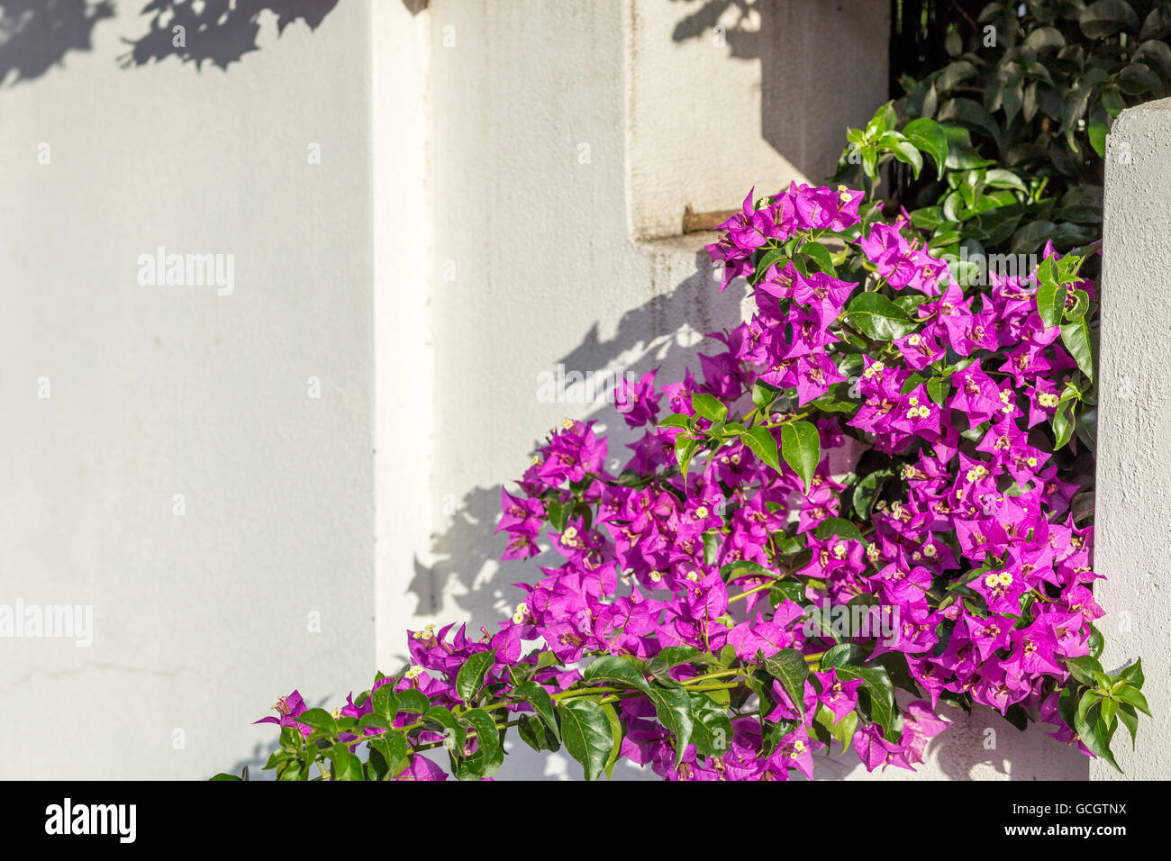 Pink und lila Hochblätter von Bougainvillea glabra Stockfoto