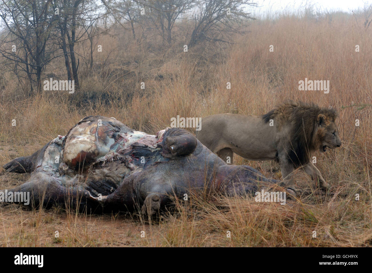 Ein Löwe und ein toter Nilpferd, nachdem er bei einem Kampf im Pilanesberg National Park in Sun City, Südafrika, getötet wurde. Stockfoto