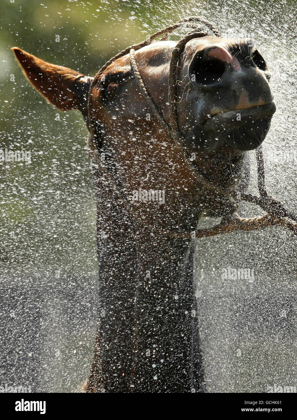 Beim MINT Polo im Park im Hurlingham Park, Fulham, London, wird ein Pferd mit Wasser besprüht, um es abzukühlen. Stockfoto