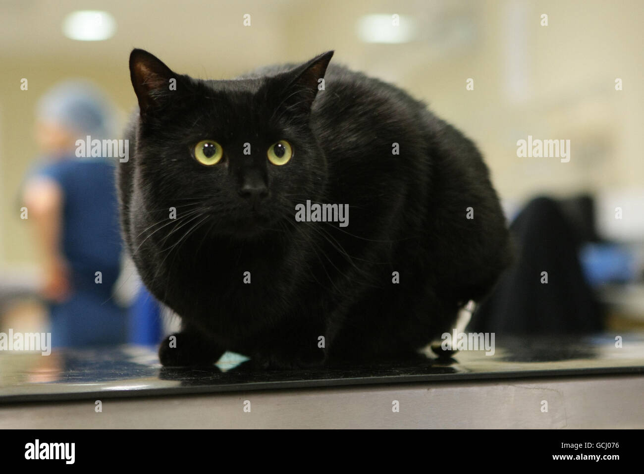 Katze mit einem Paar von prothetischen Pfoten Stockfoto