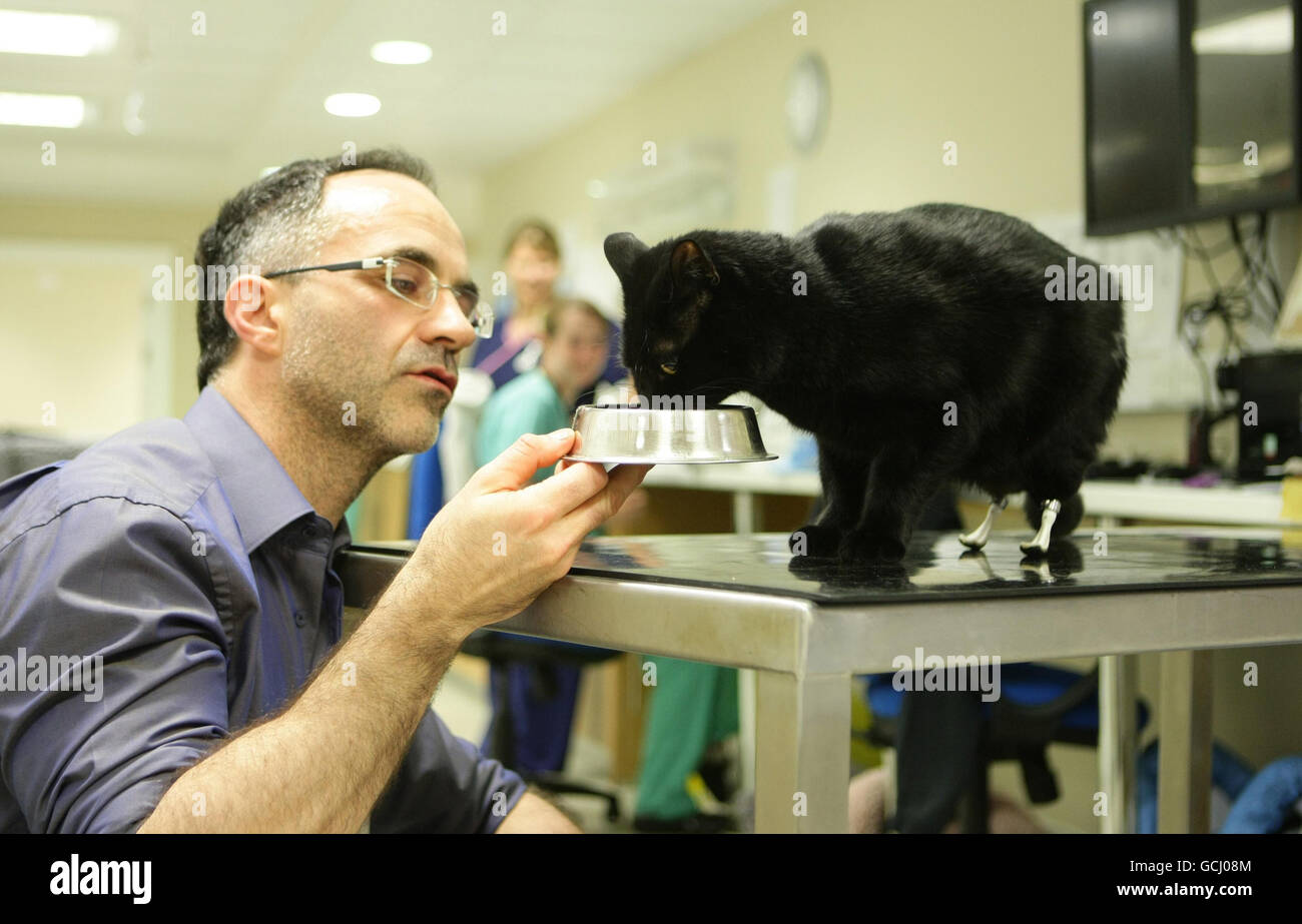 Katze mit einem Paar von prothetischen Pfoten Stockfoto