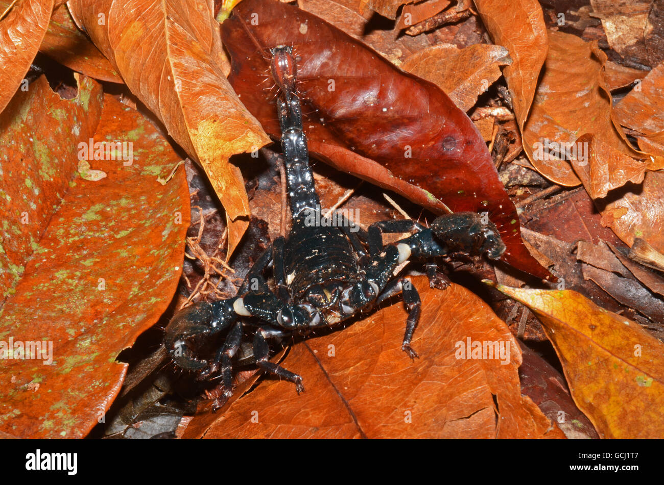 Großen schwarzen Skorpion, Bako Nationalpark, Sarawak, Malaysia Stockfoto