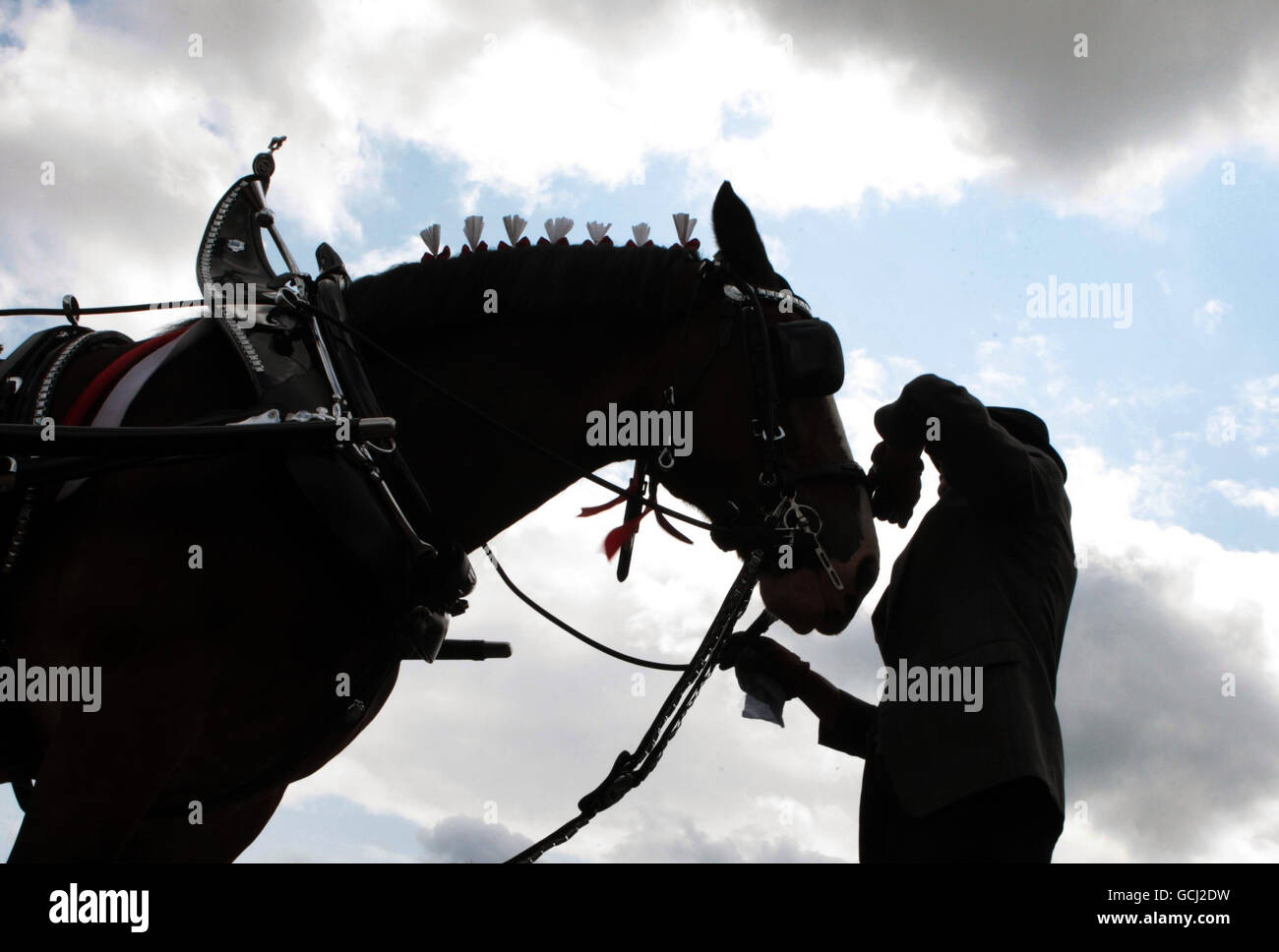 Schwere Pferde bei der 170. Royal Highland Show in Ingliston, in der Nähe von Edinburgh. Stockfoto