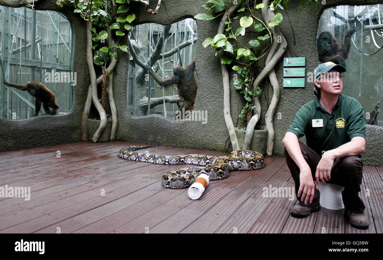 Richard Gibson Kurator für Niederwirbel und Wirbellose mit Bali der Python. Die 22 m lange Schlange hat einen Gesundheitscheck im Chester Zoo. Stockfoto