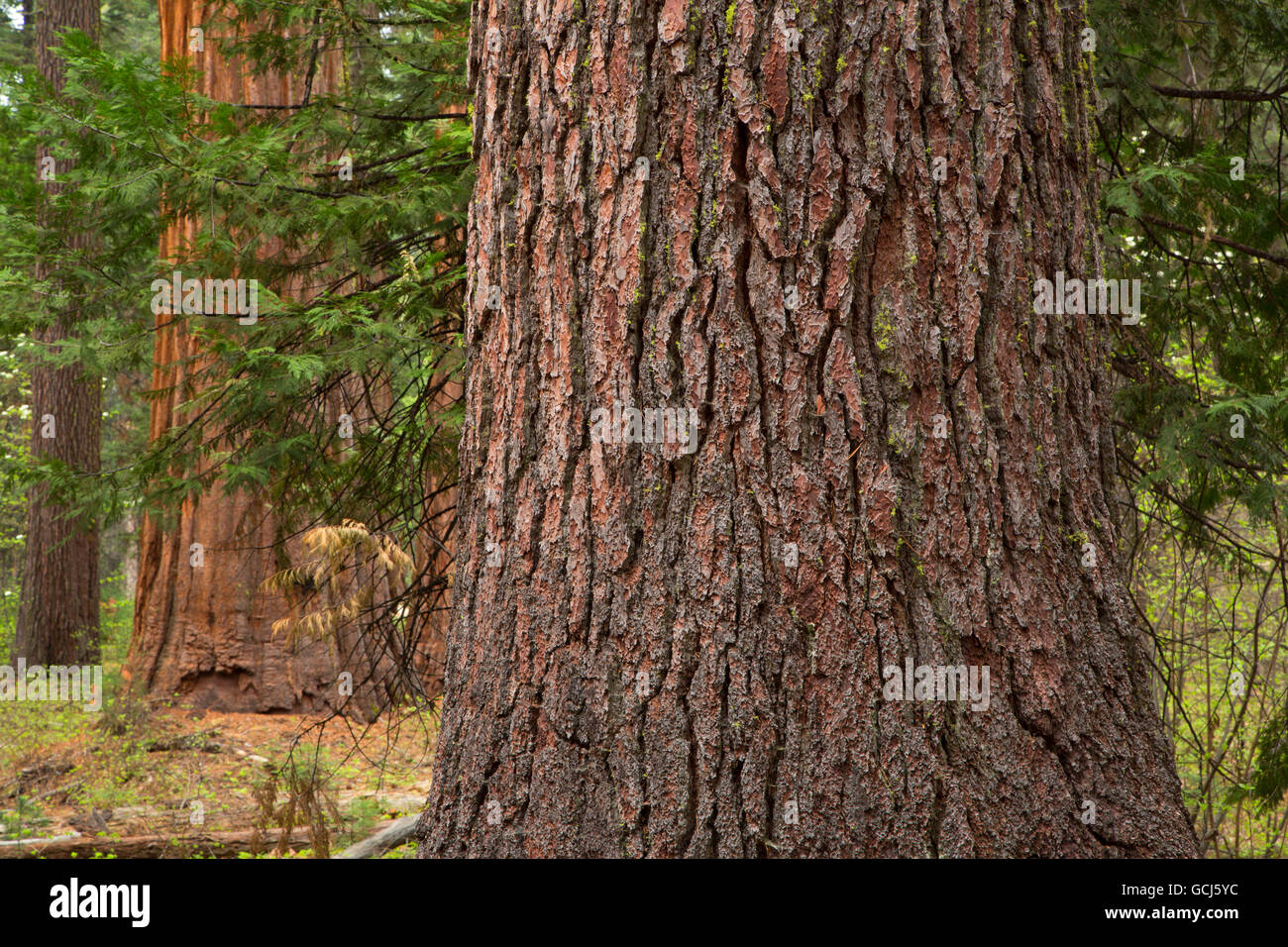 Zucker-Kiefer, Calaveras große Bäume State Park, Ebbetts Pass National Scenic Byway, California Stockfoto