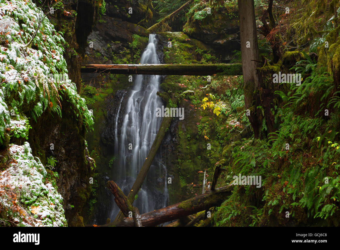 Trestle Creek Falls, Umpqua National Forest, Oregon Stockfoto