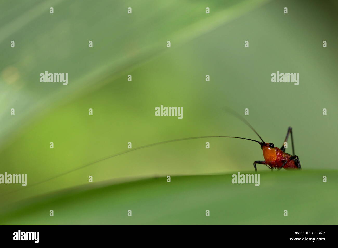 Conocephalus Melanus; Arten von Tettigoniidae; Bush-Cricket; Grashuepfer; winzige rote schwarze Cricket; Grüner Hintergrund; Hong Kong Stockfoto