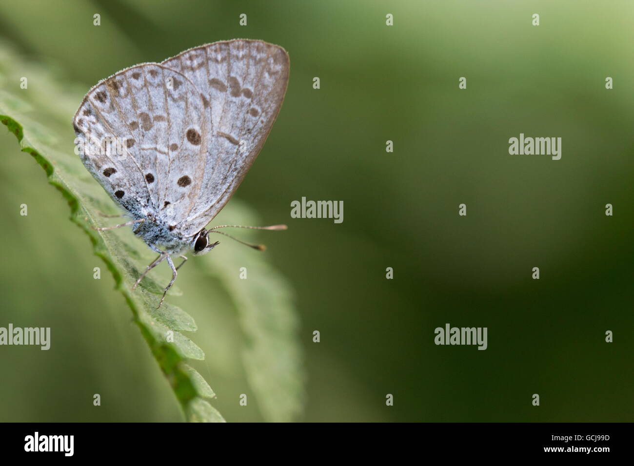 Gemeinsame Hecke blau; Acytolepis Puspa; Trockenzeit Form (DSF); einzigen Barsch auf Farn Blatt; Tai Po Kau; Hong Kong Stockfoto