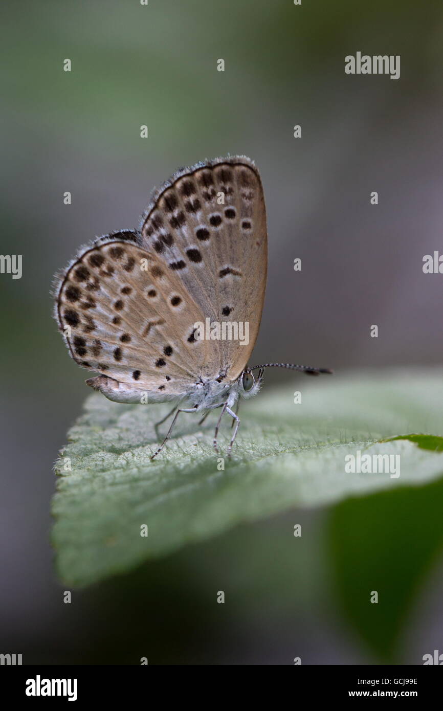 Blasse Grass blau; Pseudozizeeria Maha; Schmetterling auf Blatt reiben Flügel thront; Fung Yuen butterfly Reserve; Hong Kong Stockfoto