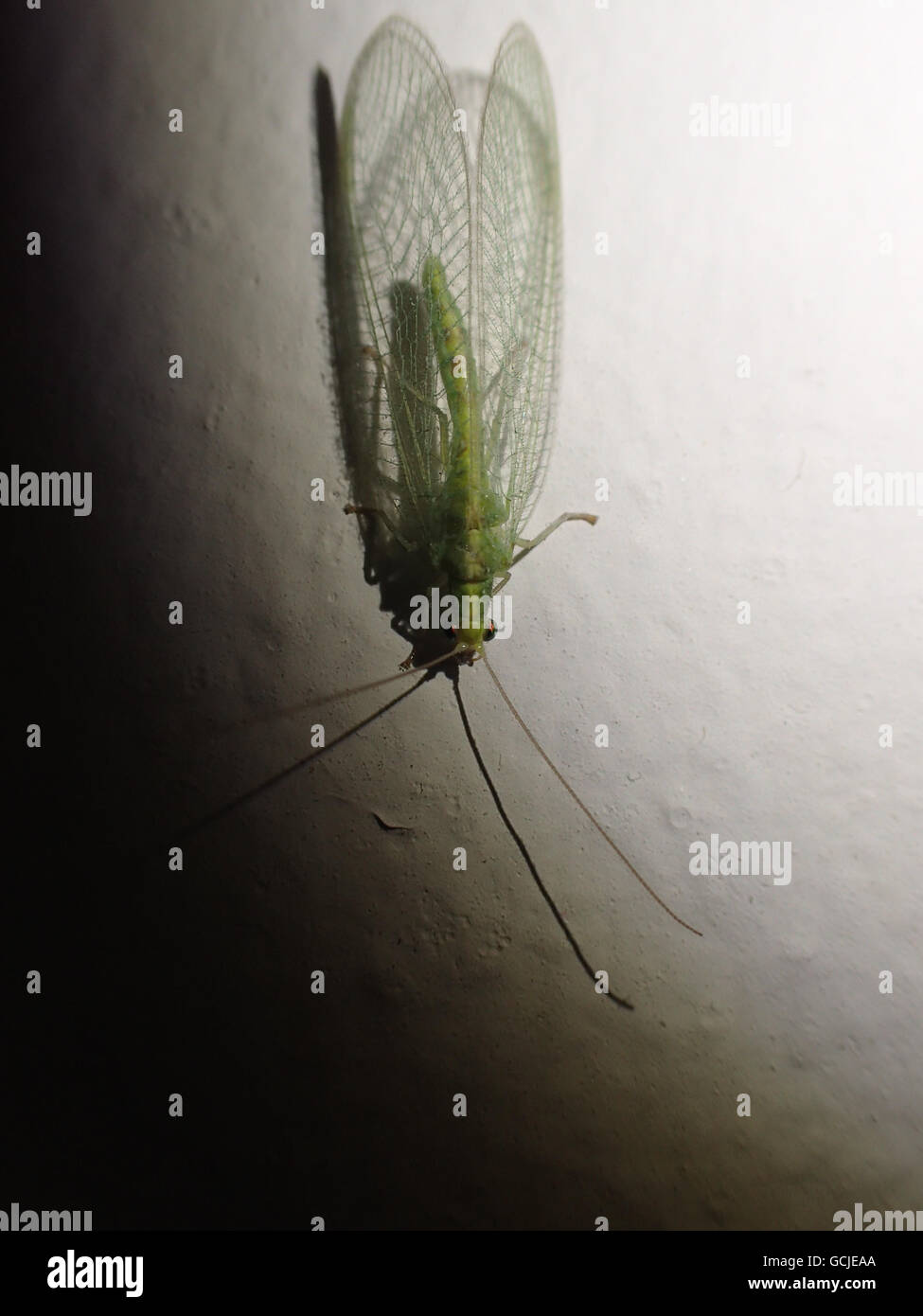 Nahaufnahme von einer gemeinsamen grünen Florfliege (Chrysoperla Carnea) Wandmontage bemaltem Gips, mit Schatten vom Blitz der Kamera Stockfoto