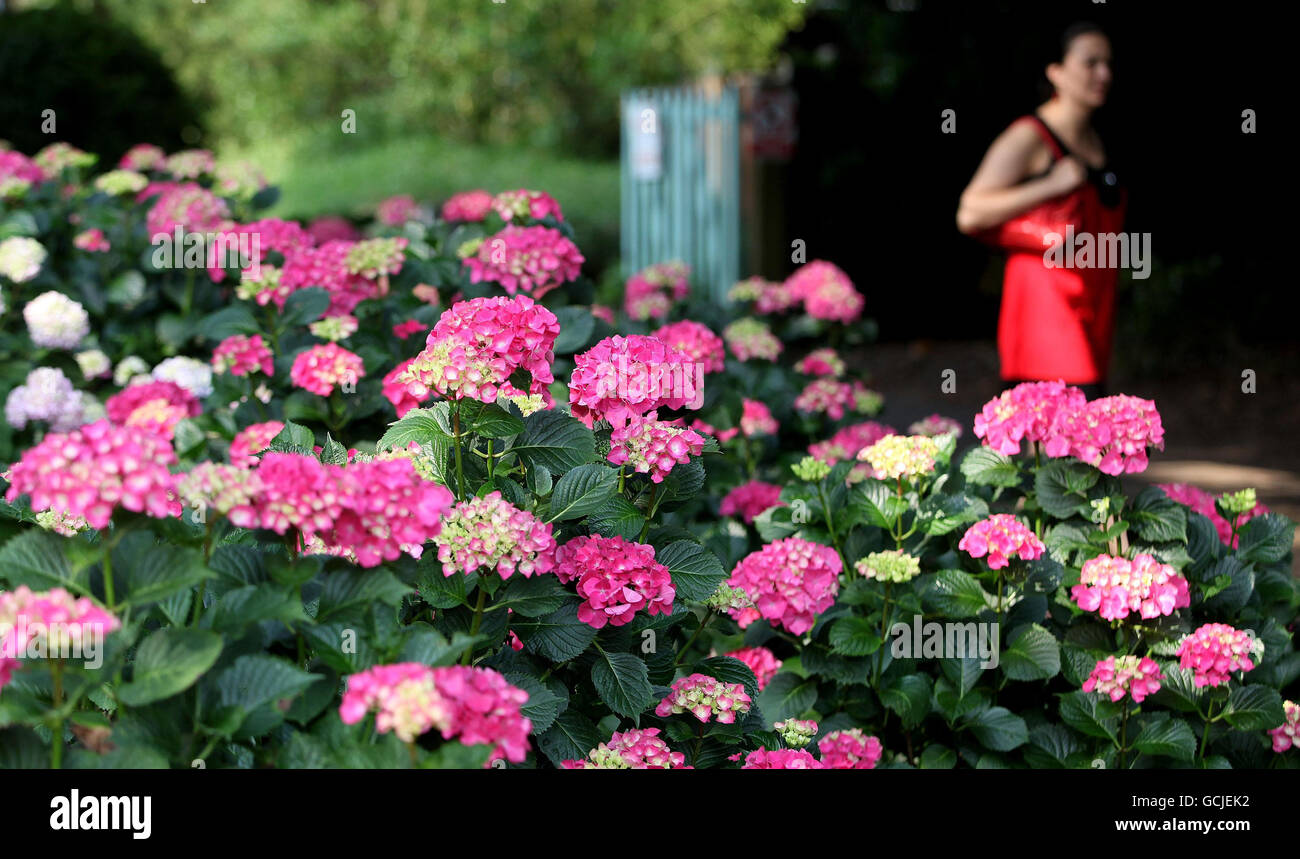 Eine Frau geht an einem der heißesten Tage des Jahres in Kew Gardens, London, vorbei an einigen rosafarbenen Blumen, während sie Teil Großbritanniens ist, die Hitzewelle genießen. Stockfoto