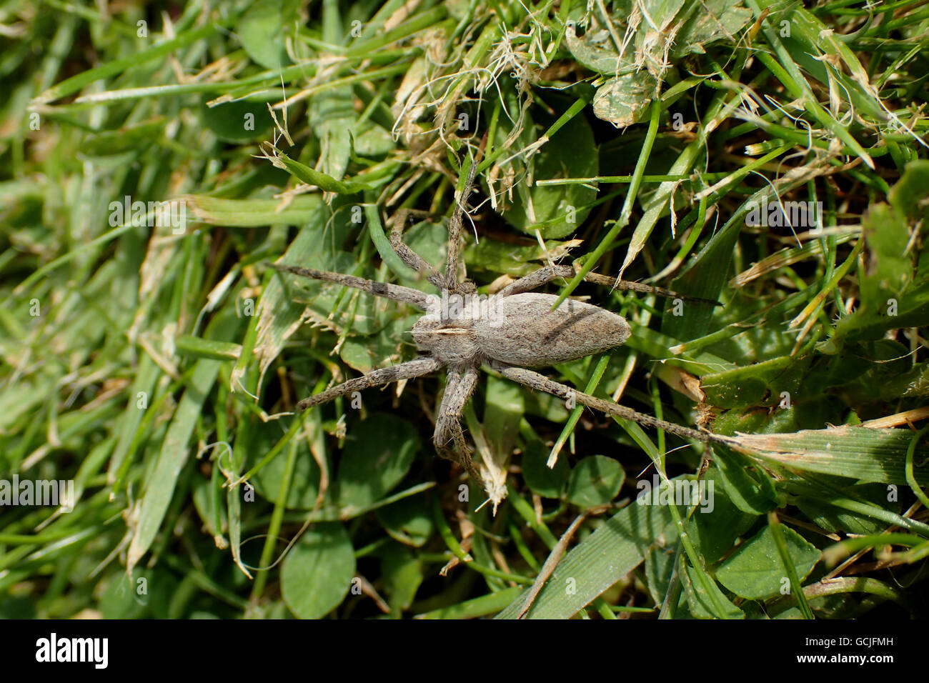 Grau Baumschule Web Spider (Pisaura Mirabilis) auf einem vor kurzem mähen Rasen Stockfoto