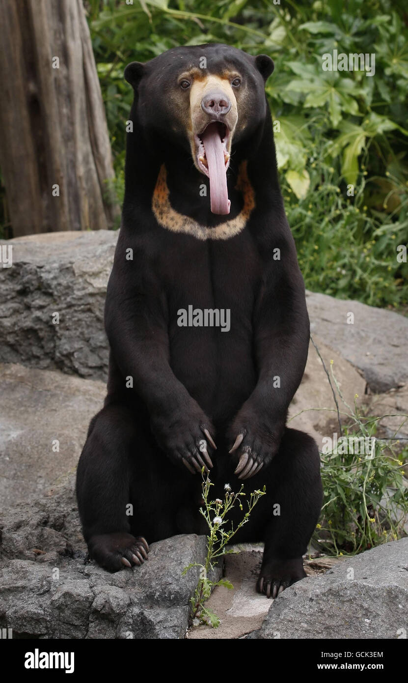 Edinburgh Zoo Malaienbären Stockfoto