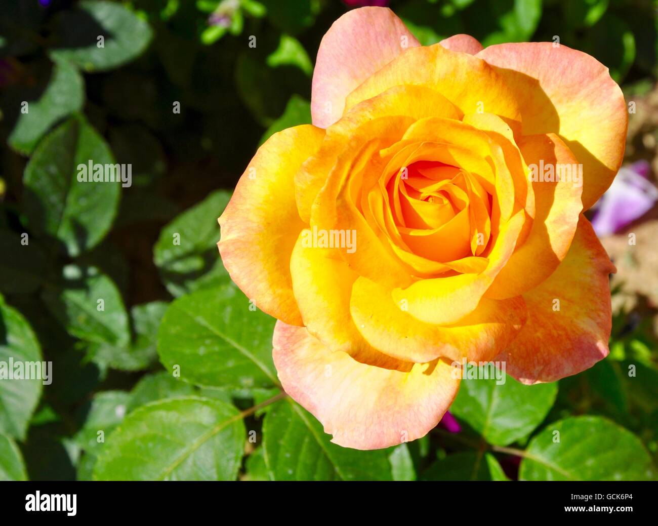 Friendship rose -Fotos und -Bildmaterial in hoher Auflösung – Alamy