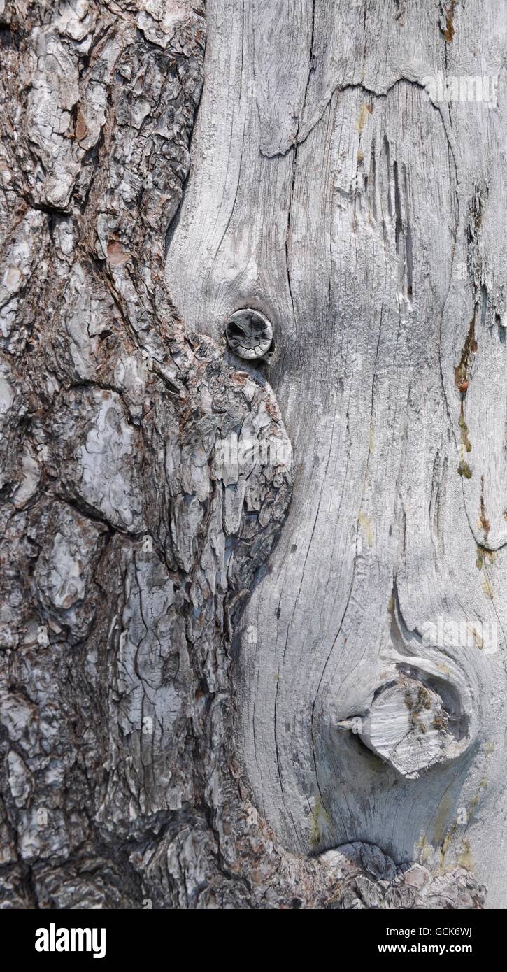 Natur abstrakt einzigartige graue Baumstamm Rinde Textur mit glatten und rauen Oberfläche in feminine Form in Western Australia. Stockfoto
