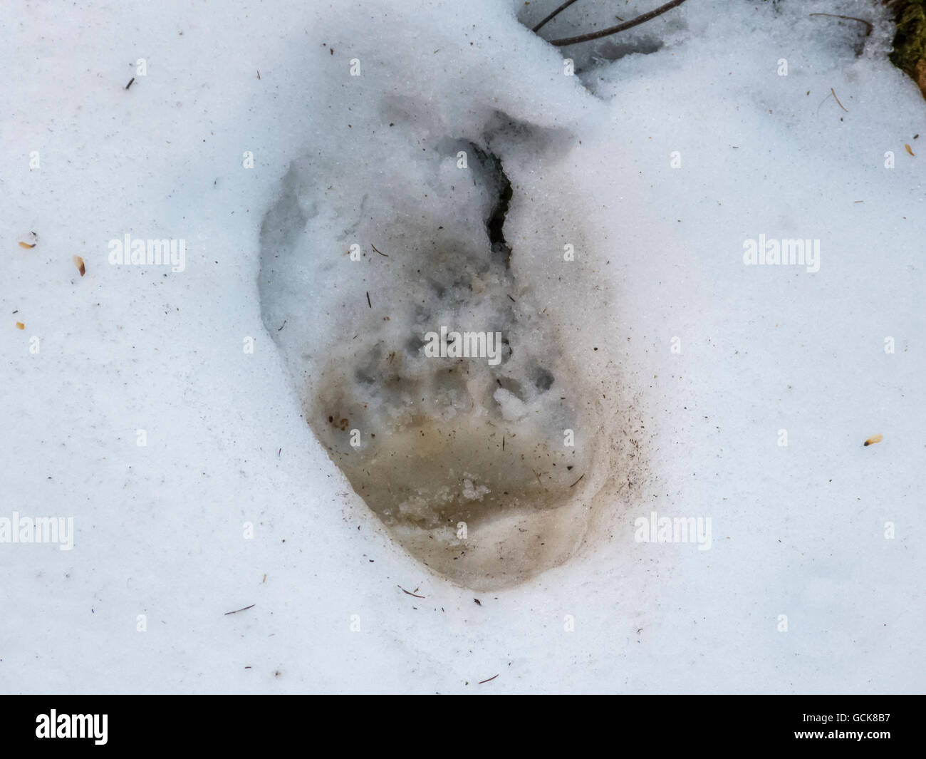 Bear paw Spuren im Schnee Stockfoto