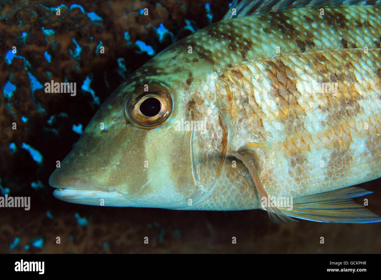 Nahaufnahme eines kleinen Zahn-Kaisers (Lethrinus Microdon). Komodo, Indonesien Stockfoto