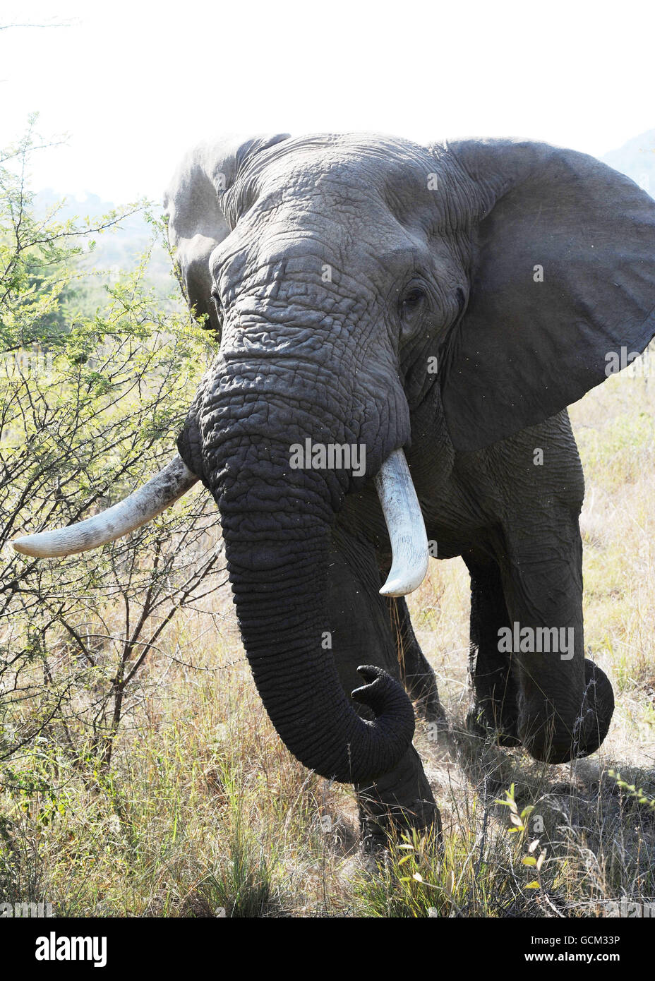 Ein Elefant im Pilanesburg National Park in der Nähe von Sun City, Südafrika. Stockfoto