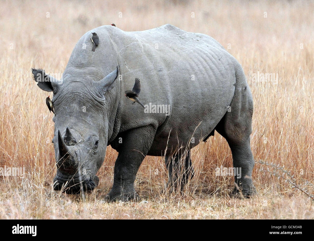 Ein Rhinozeros im Pilanesburg Nationalpark in der Nähe von Sun City, Südafrika. Stockfoto