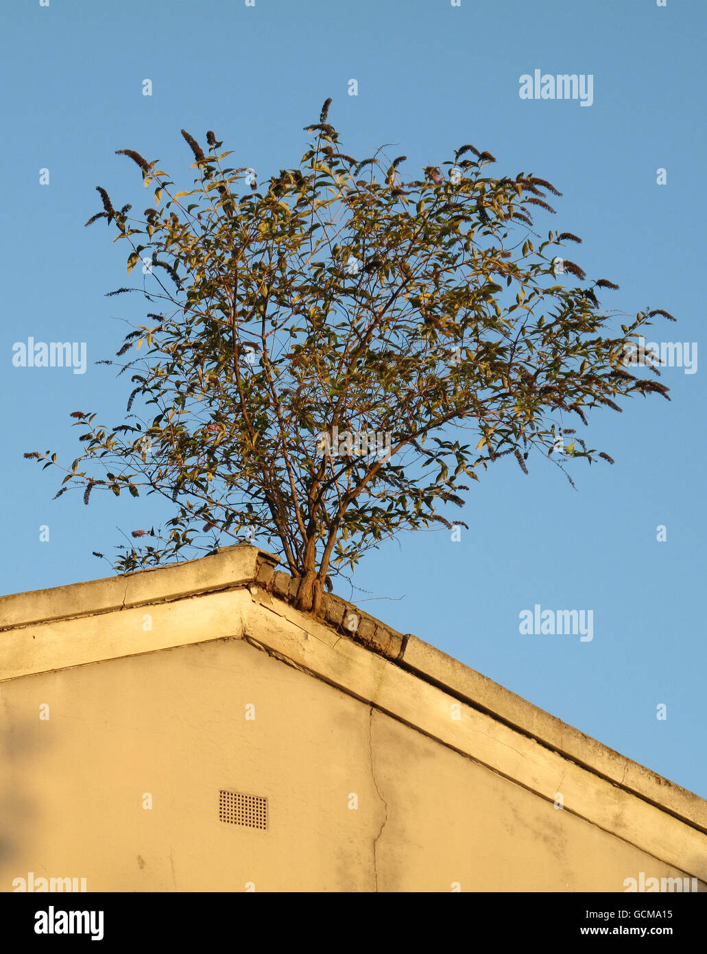 Ein Baum wächst aus dem Dach eines verwelkenden Hauses im Westen Londons. Viele Käufer betrachten, dass eine Umfrage oder Hauskäufer berichten, ist wichtig, bevor Sie eine Immobilie kaufen. Stockfoto