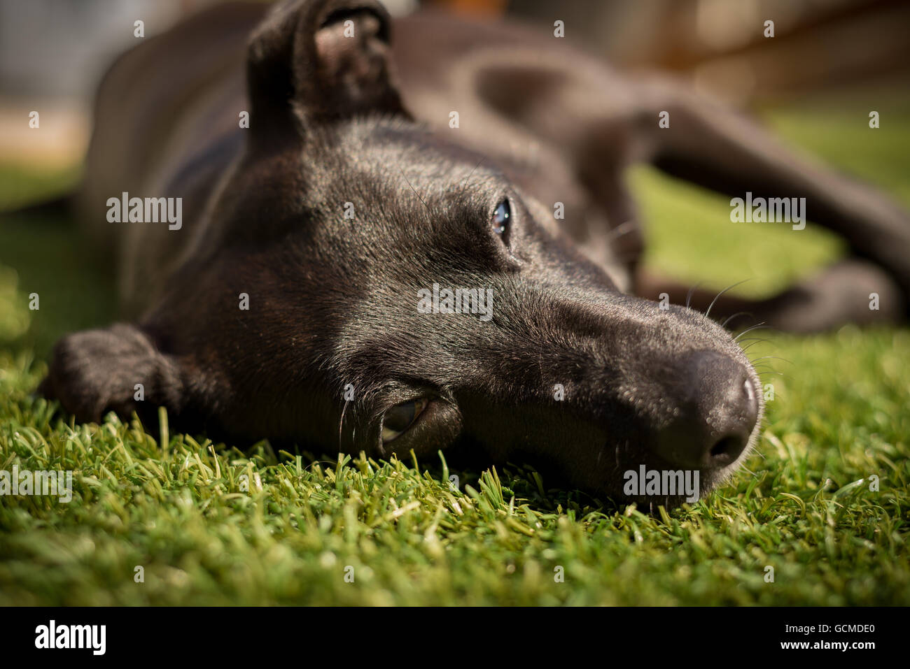 Entspannende Hund Stockfoto