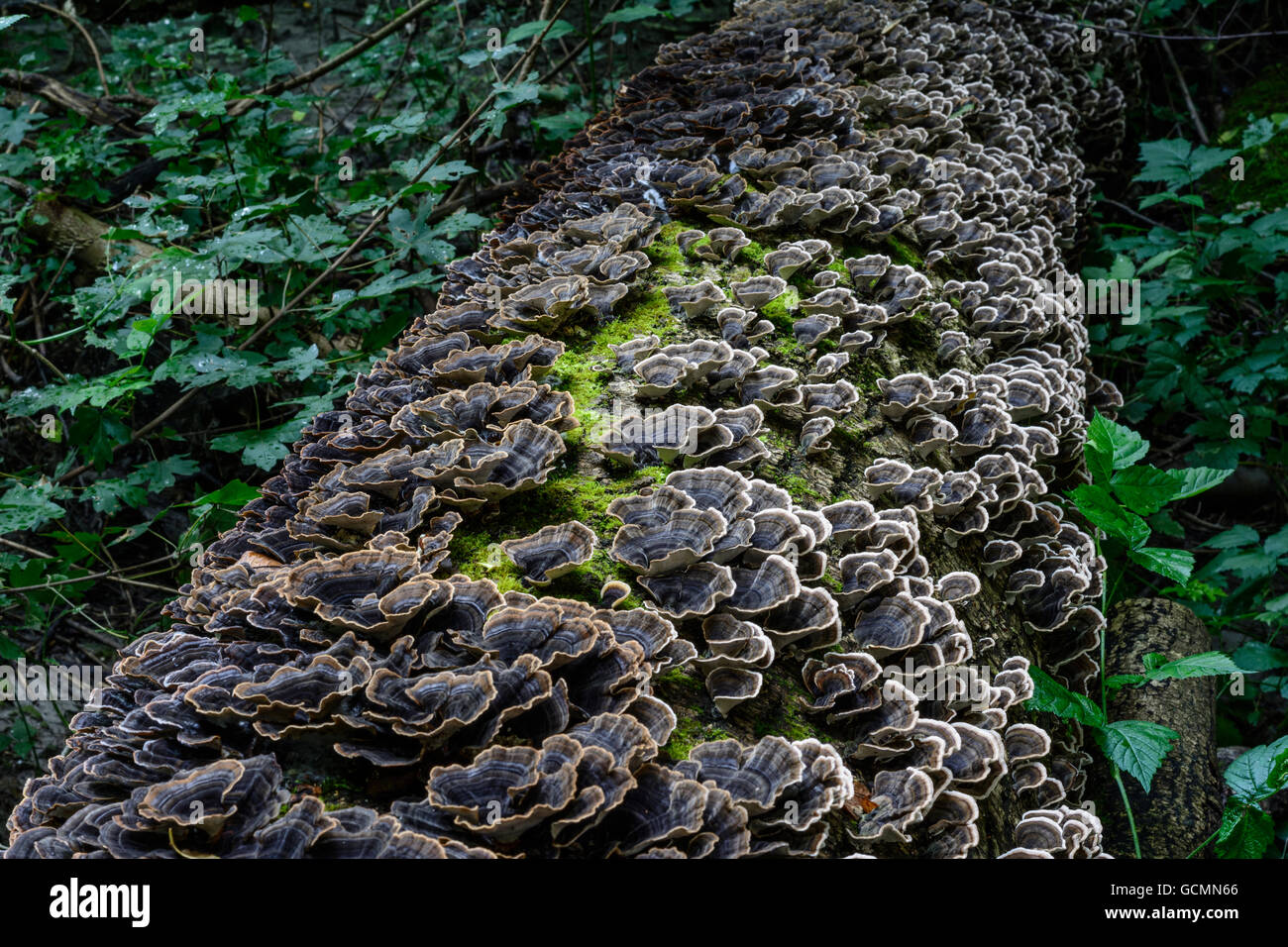 Nationalpark Donauauen, Danube-Auen Nationalpark Baum Pilze auf einen umgestürzten Baum Österreich Niederösterreich, untere Donau in Österreich Stockfoto