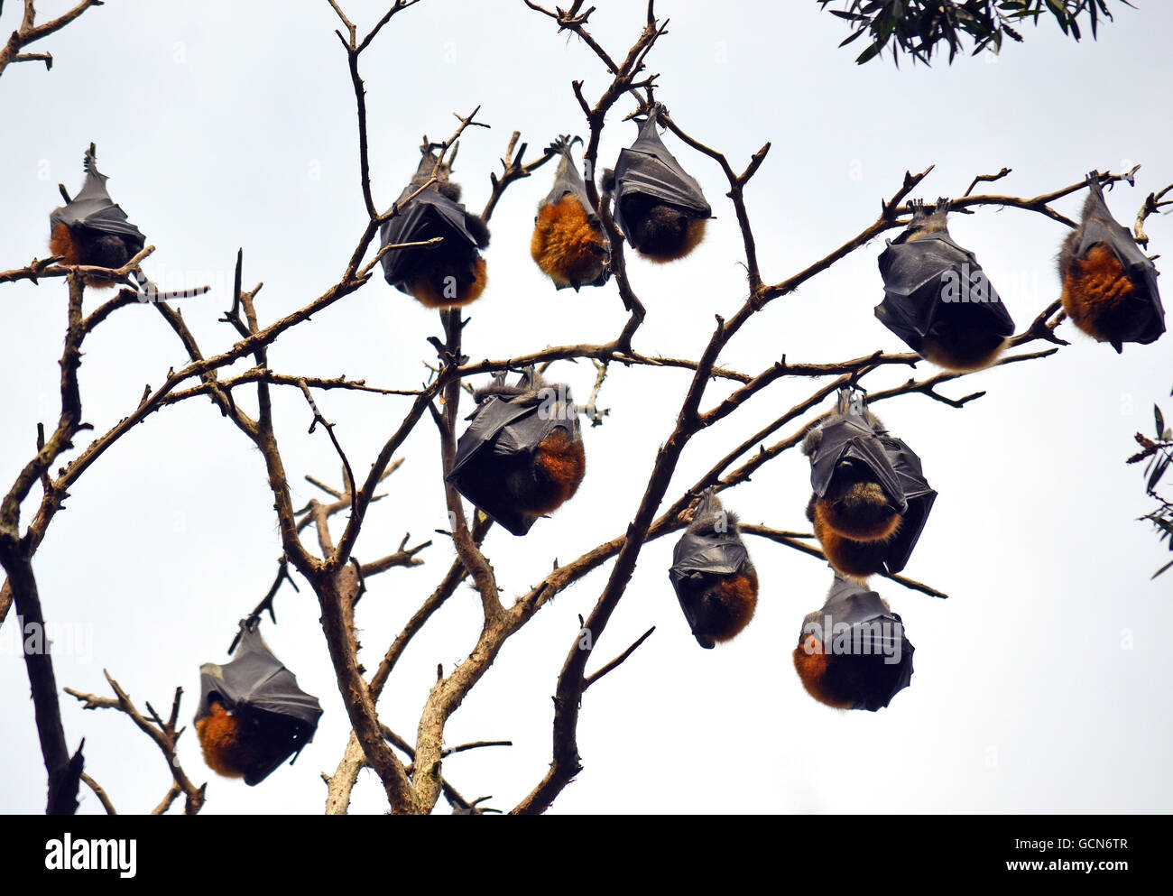 Kolonie des Schlafens Grau geleitet Flughunde (Pteropus Flughunde) hängen von einem Baum in Sydney, Australien Stockfoto