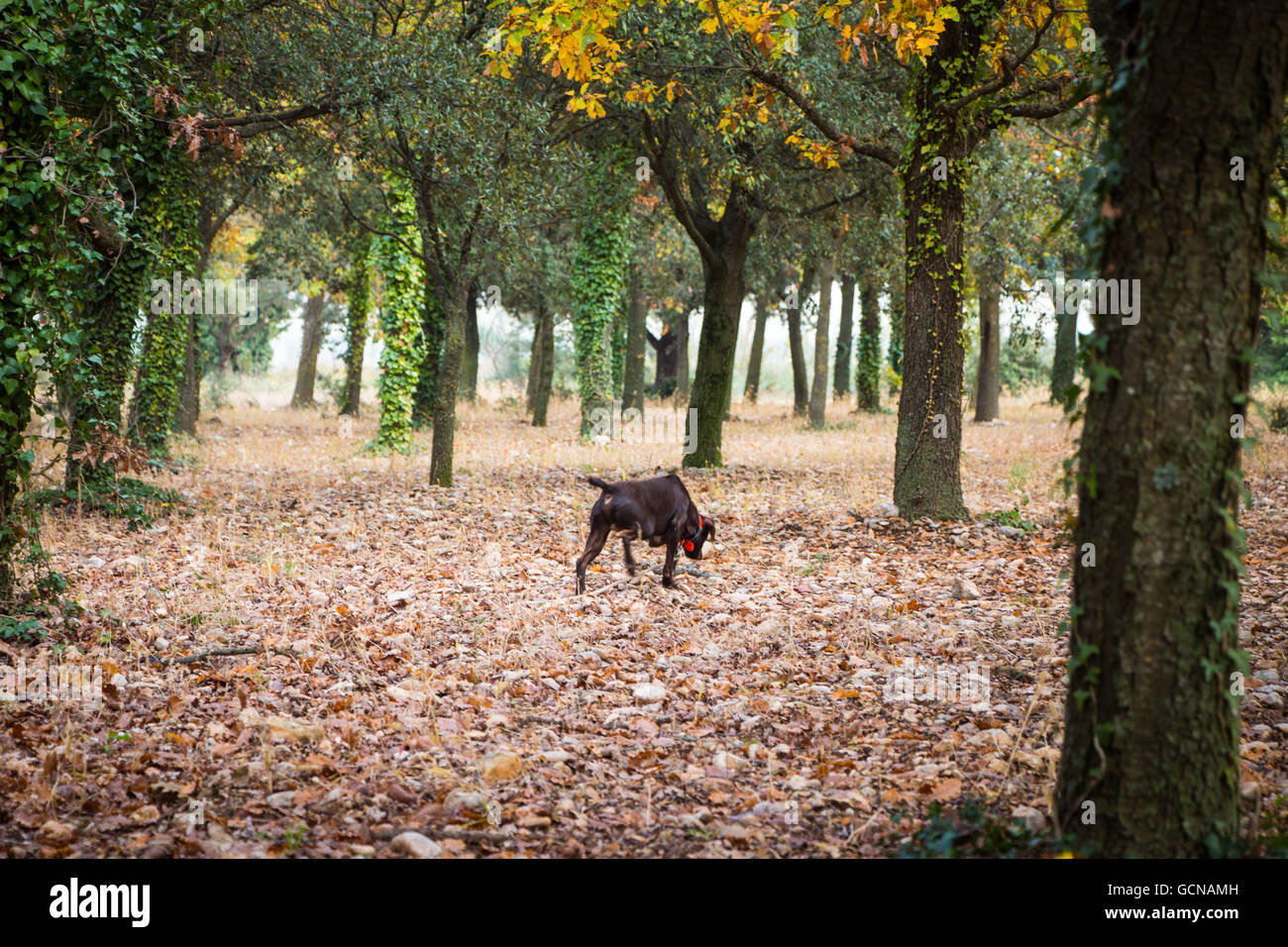 Hund sucht nach Burgunder Trüffel in einem Eiche Wald im Herbst. Foto von Provence, Frankreich Stockfoto