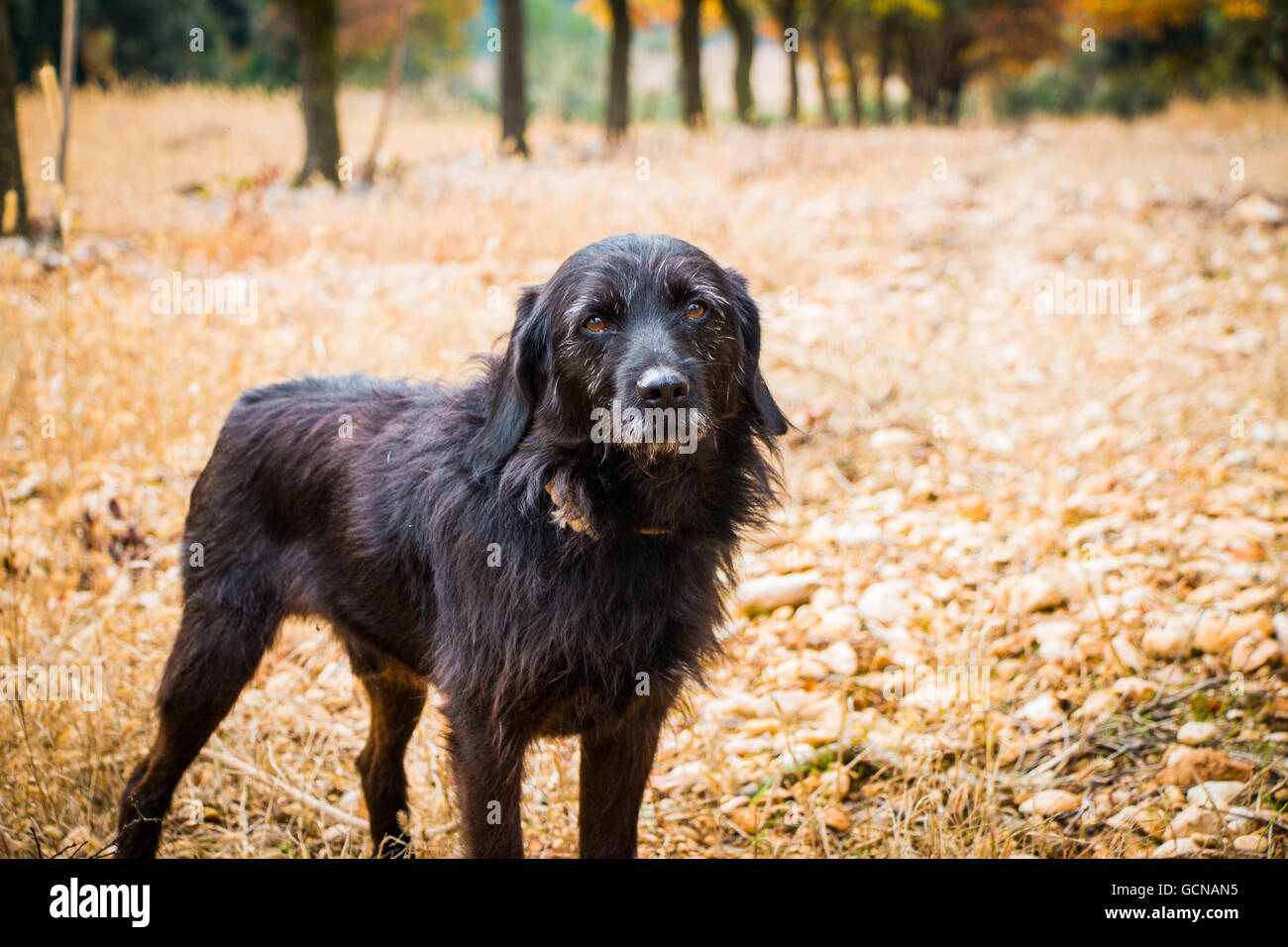 Dieser Hund ist ausgebildet, um nach Burgunder Trüffel zu suchen. In einem Eiche Wald im Herbst. Foto von Provence, Frankreich Stockfoto