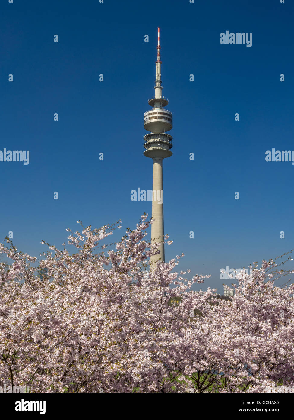 Blühende Kirschbäume, Olympiapark in München, Bayern, Deutschland Stockfoto